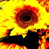 FLAMING~SUN~FLOWER