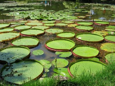 Waterlily Pond