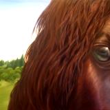 Horse head