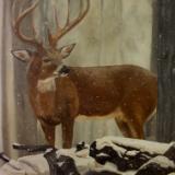Buck in Winter Snow Buck in Winter Snow