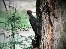 Dryocopus martius