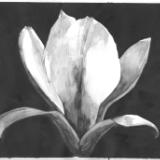 Linda Grace Watercolors Linda Grace Watercolors