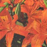 Tiger Lilies