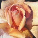 Studio Coronado Fine Art Studio Coronado Fine Art