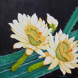 Night Blooming Cactus