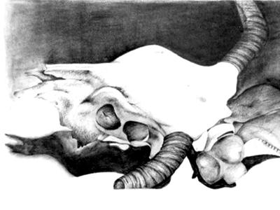 Skull & Bone - 2000