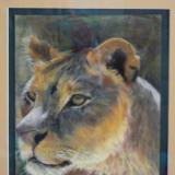 Lioness - SOLD