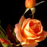 Peach Rose