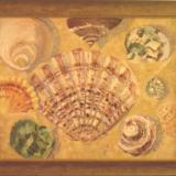 Seashells in the sand