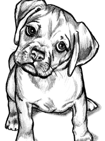Puggle Dog Coloring Pages Sketch Coloring Page