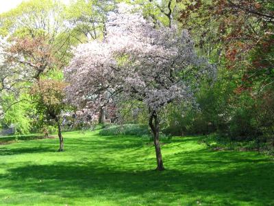 Central Park 1