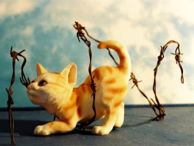 Cat in a wire