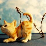 Cat in a wire