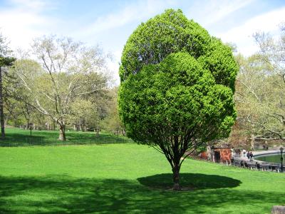 Central Park 2