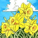 Daffodil Delight