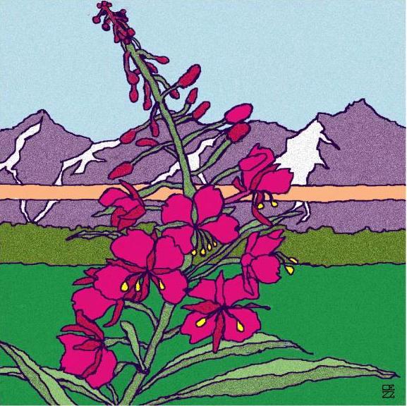Fireweed