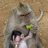 Monkey see. Monkey do.