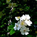 Spring in full bloom
