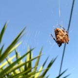 Summer spider