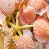 Seashells