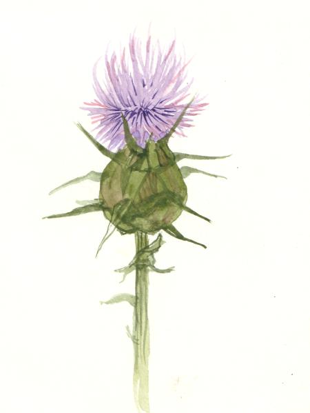 Thistle