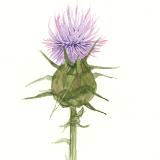 Thistle