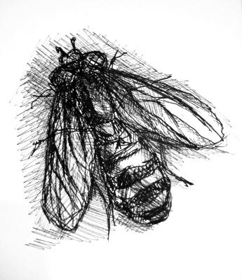 Bee who Looks lIke a Fly Bee who Looks lIke a Fly