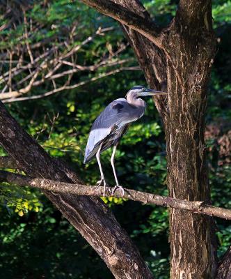 Great Blue Heron on a Limb Great Blue Heron on a Limb