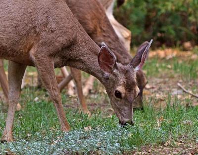 Yosemite Deer Yosemite Deer