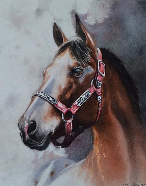 The beauty of the Appaloosa Horse, 40cm x 50cm, 2019