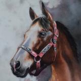 The beauty of the Appaloosa Horse, 40cm x 50cm, 2019