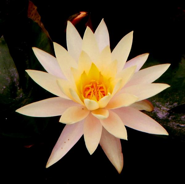 Yellow Waterlily