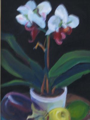 Orchid, White 
