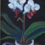 Orchid, White 