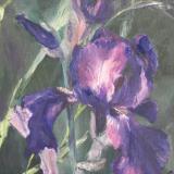 Iris Splash, Oil (Alkyd)