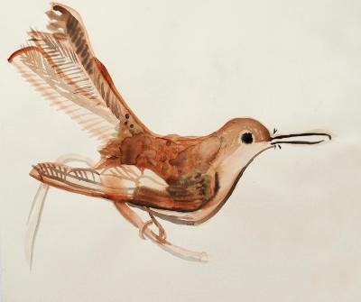 Brown Bird Brown Bird