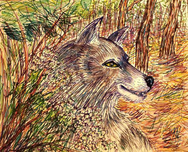 The Outlook of the Wild