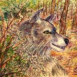 The Outlook of the Wild
