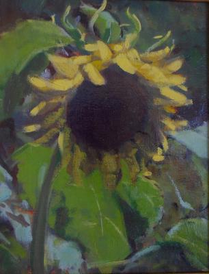 Sunflower 8x10" oil Sunflower 8x10" oil
