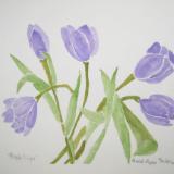 Purple Tulips