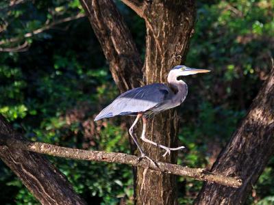 Great Blue Heron Walking Great Blue Heron Walking