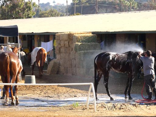Behind the Scenes Del Mar Racetrack 7 am Thoroughbred Horses