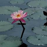 Magical Moments - Blue Ribbon 1st prize - 2017