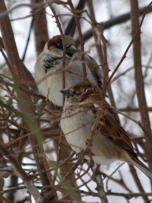 love birds