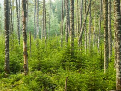 Living Evergreen Forest Living Evergreen Forest