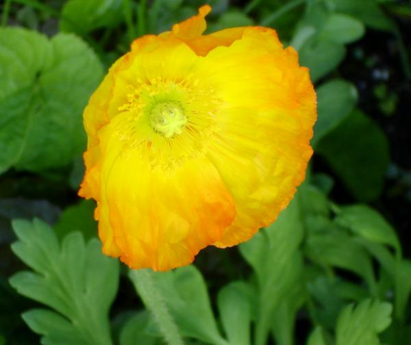 One of my poppies