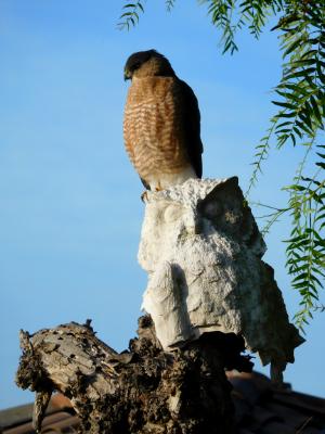 Hawk in our backyard