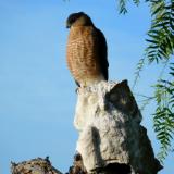 Hawk in our backyard