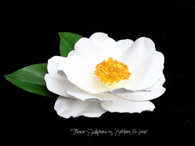 Camellia White Sasanqua Camellia White Sasanqua