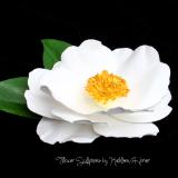Camellia White Sasanqua